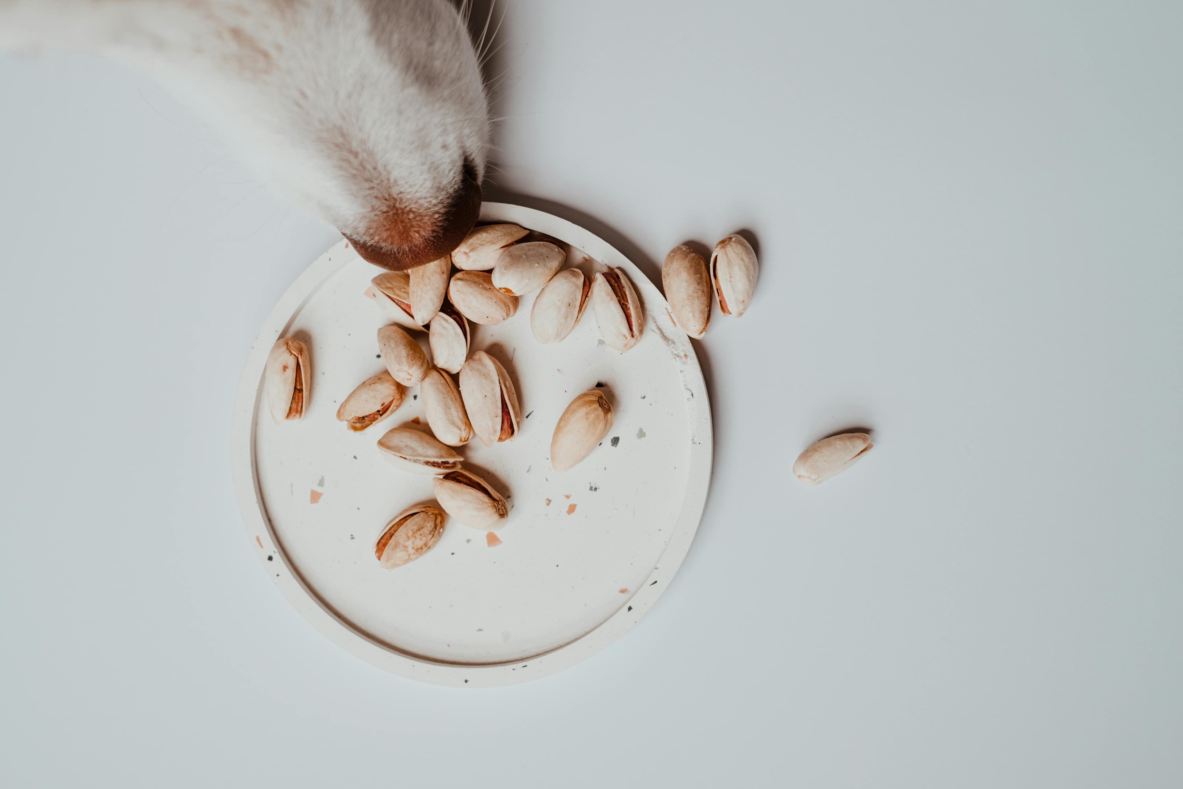 Best Protein Sources for Dogs with Sensitive Stomachs - Guide to dog treats for sensitive stomachs