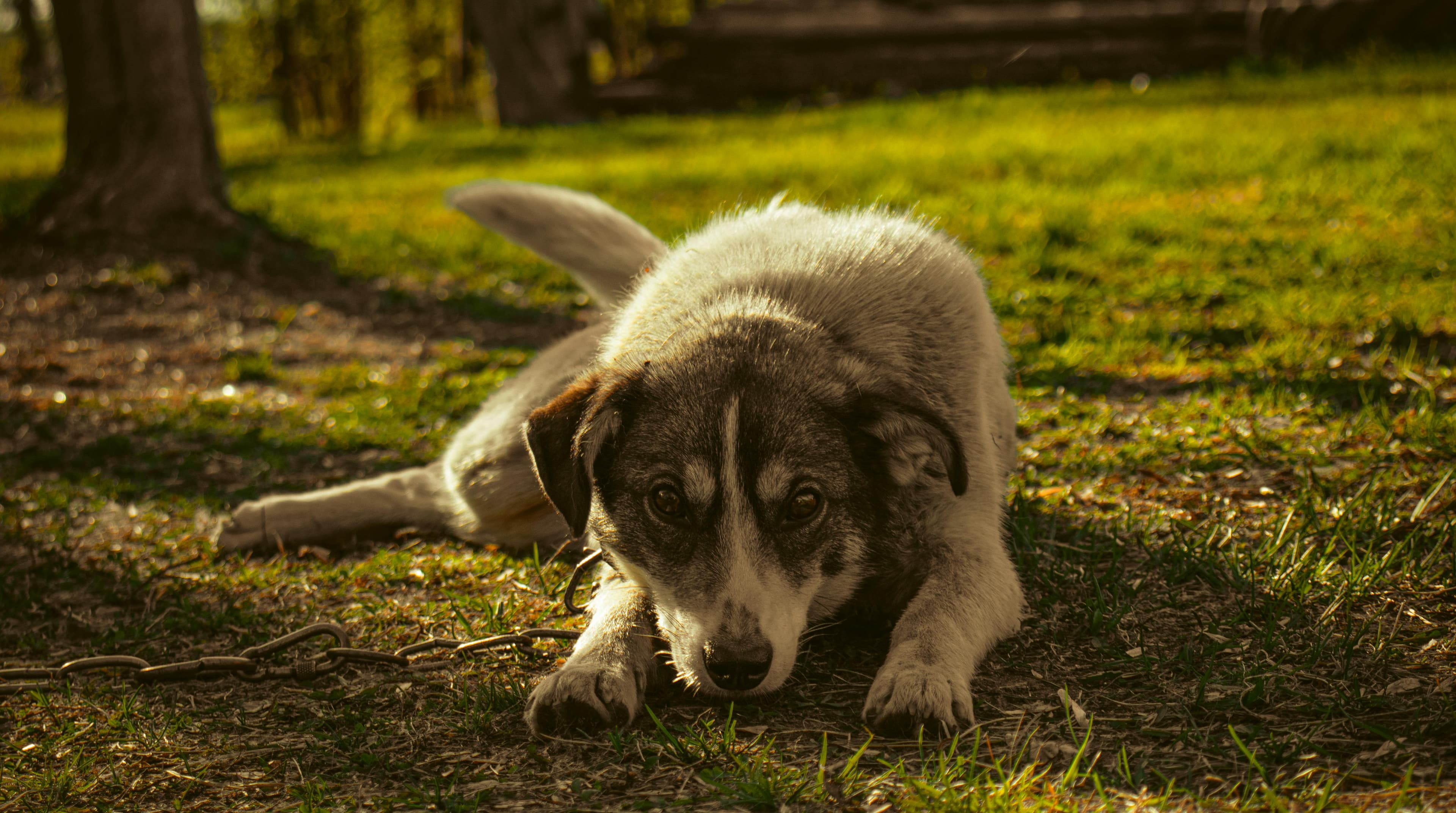 Dog with sensitive stomach getting gentle care