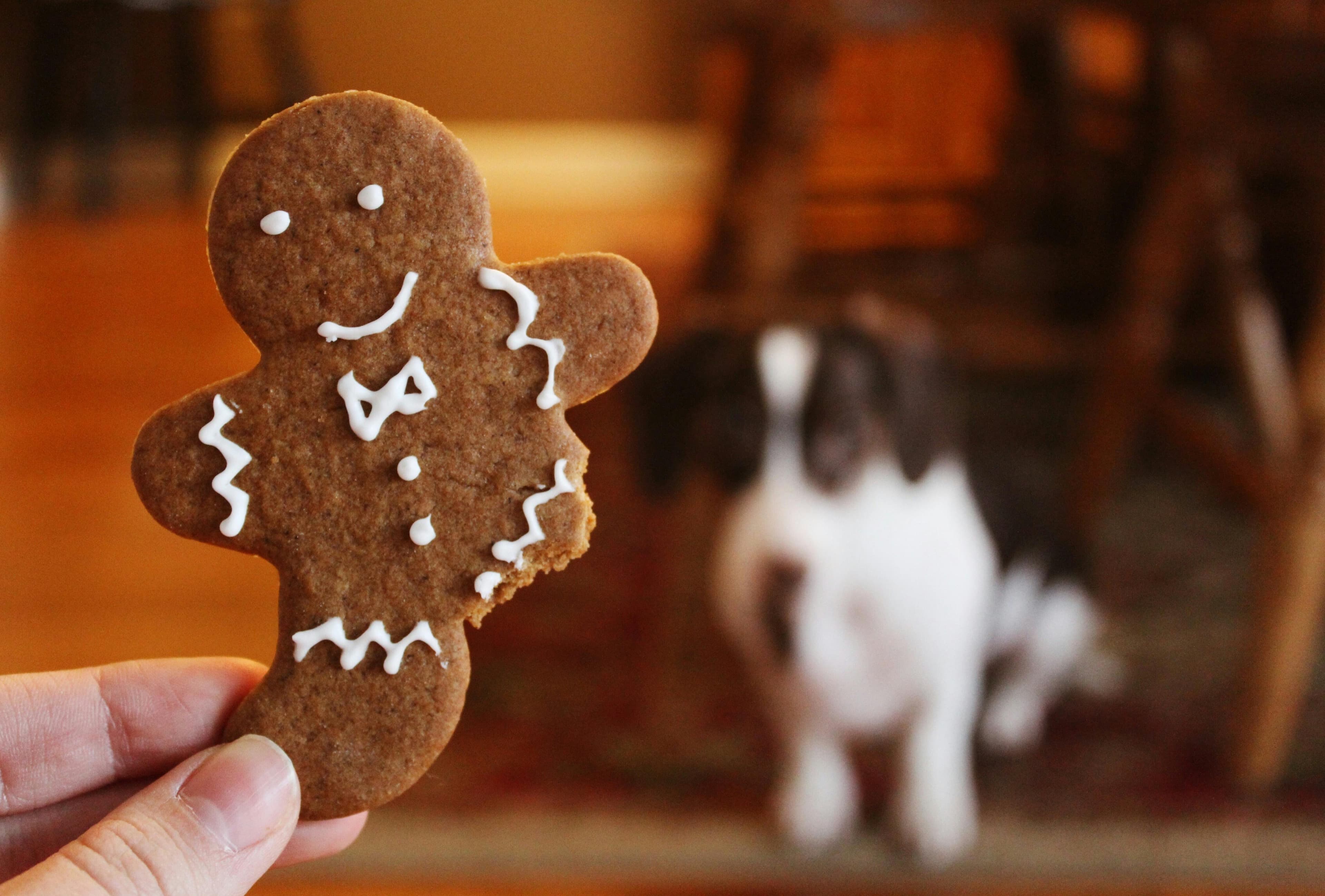 DIY Gentle Dog Treats: 10 Simple Homemade Recipes for Sensitive Stomachs - Guide to dog treats for sensitive stomachs