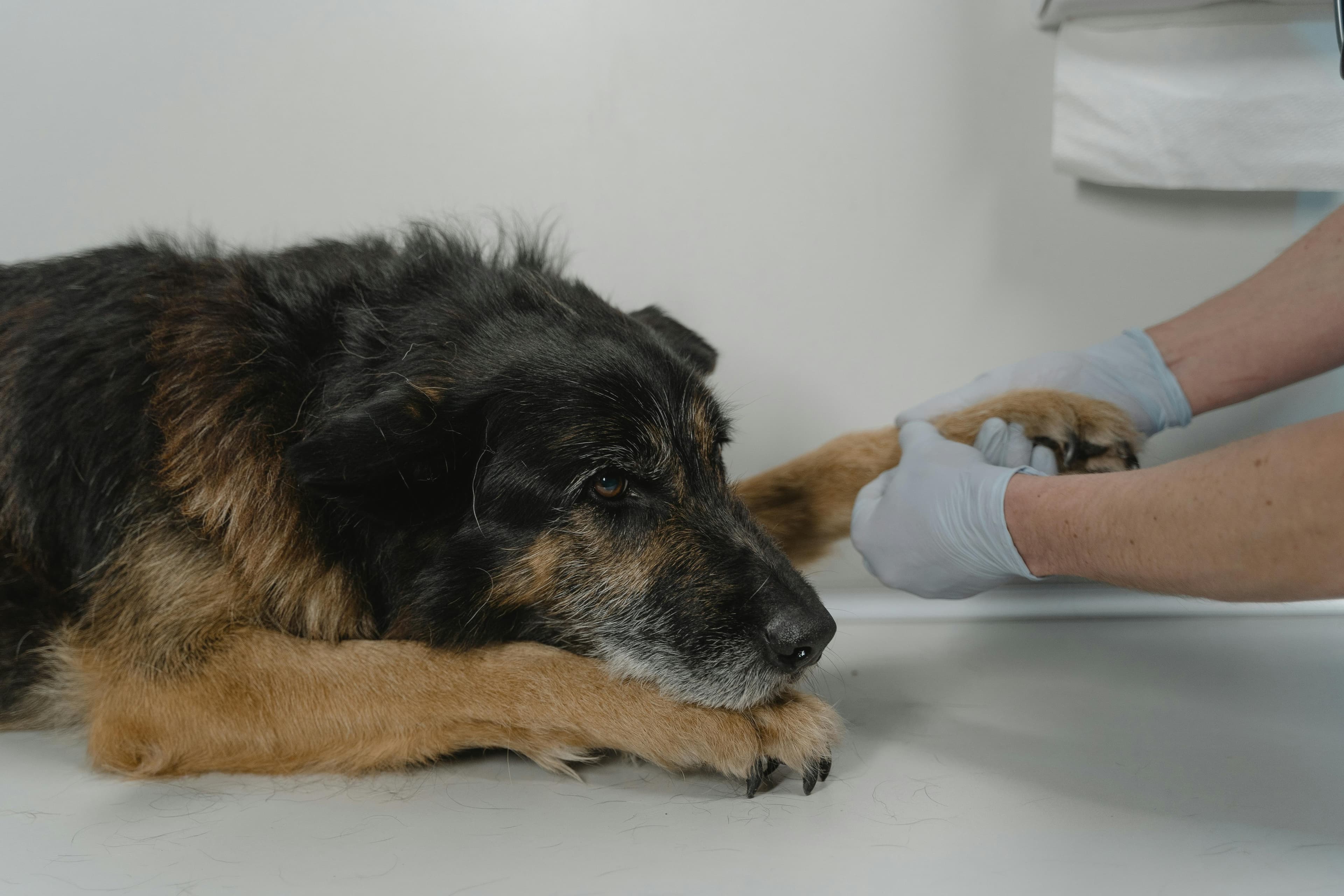 Understanding Sensitive Stomachs in Dogs: Complete Guide - Guide to dog treats for sensitive stomachs