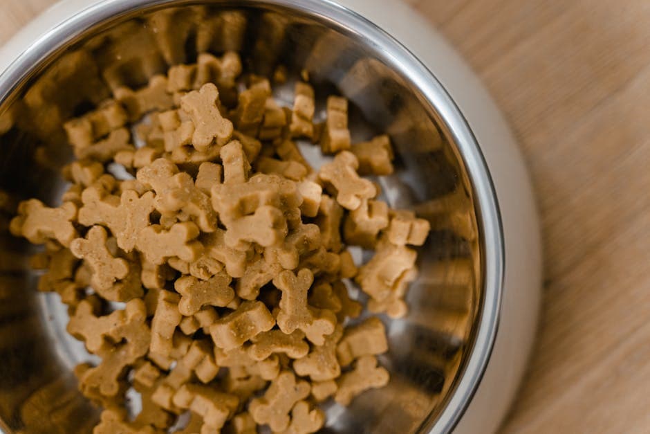 Bella's Success Story: How Gentle Dog Treats Changed Everything