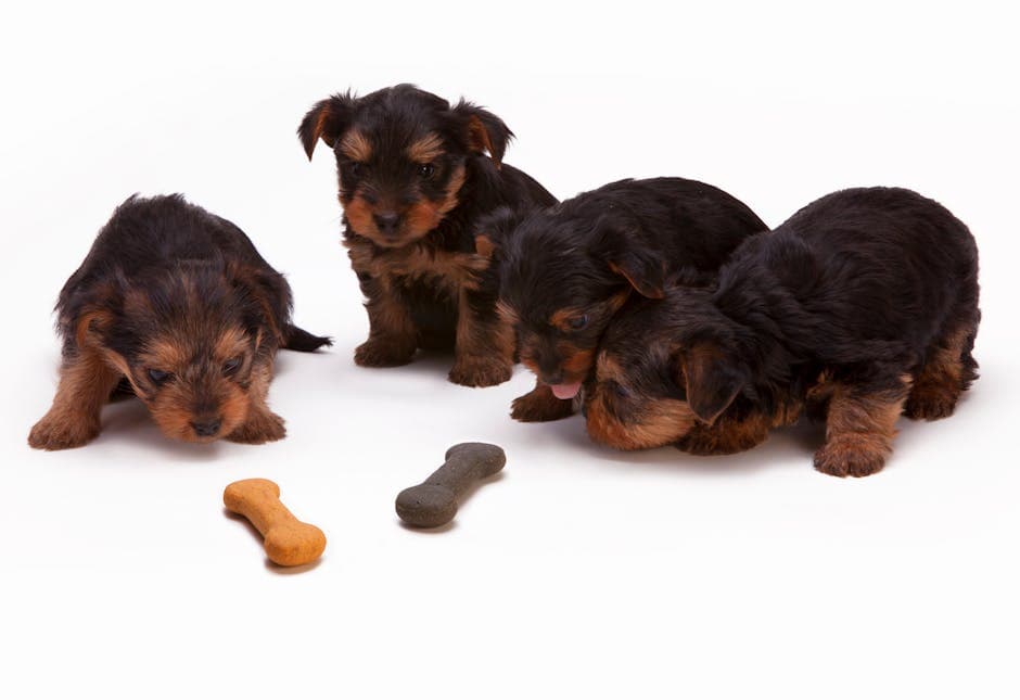DIY Gentle Dog Treats: 10 Simple Homemade Recipes for Sensitive Stomachs